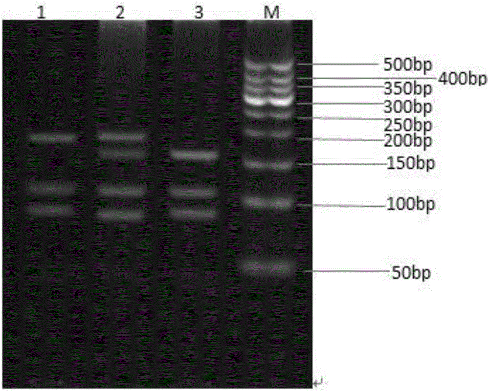 Method for identifying polymorphism of human breast cancer genes RAD51 rs7180135 by aid of BccI