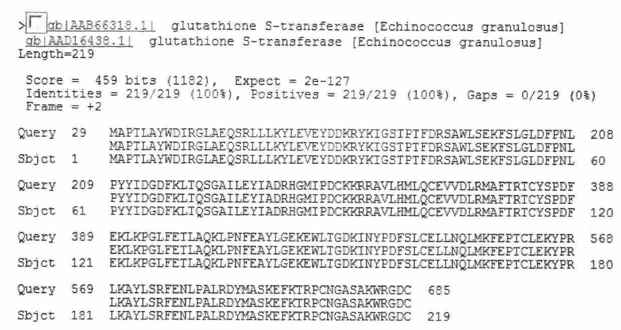 Echinococcus granulosusglutathione transferase gene and application thereof