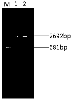 Preparation method of porcine epidemic diarrhea virus genetic engineering subunit oral vaccine