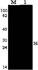 Preparation method of porcine epidemic diarrhea virus genetic engineering subunit oral vaccine