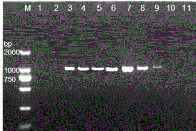 Nosema bombycis Met-AP2 gene and application thereof