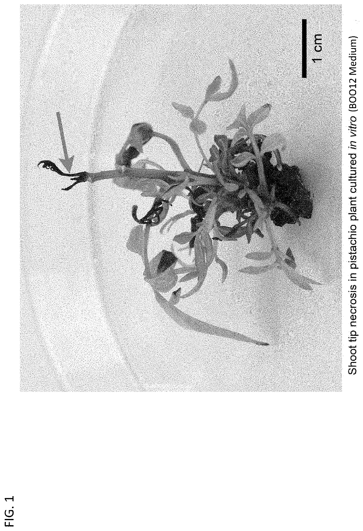 Compositions and methods for large-scale in vitro plant bioculture