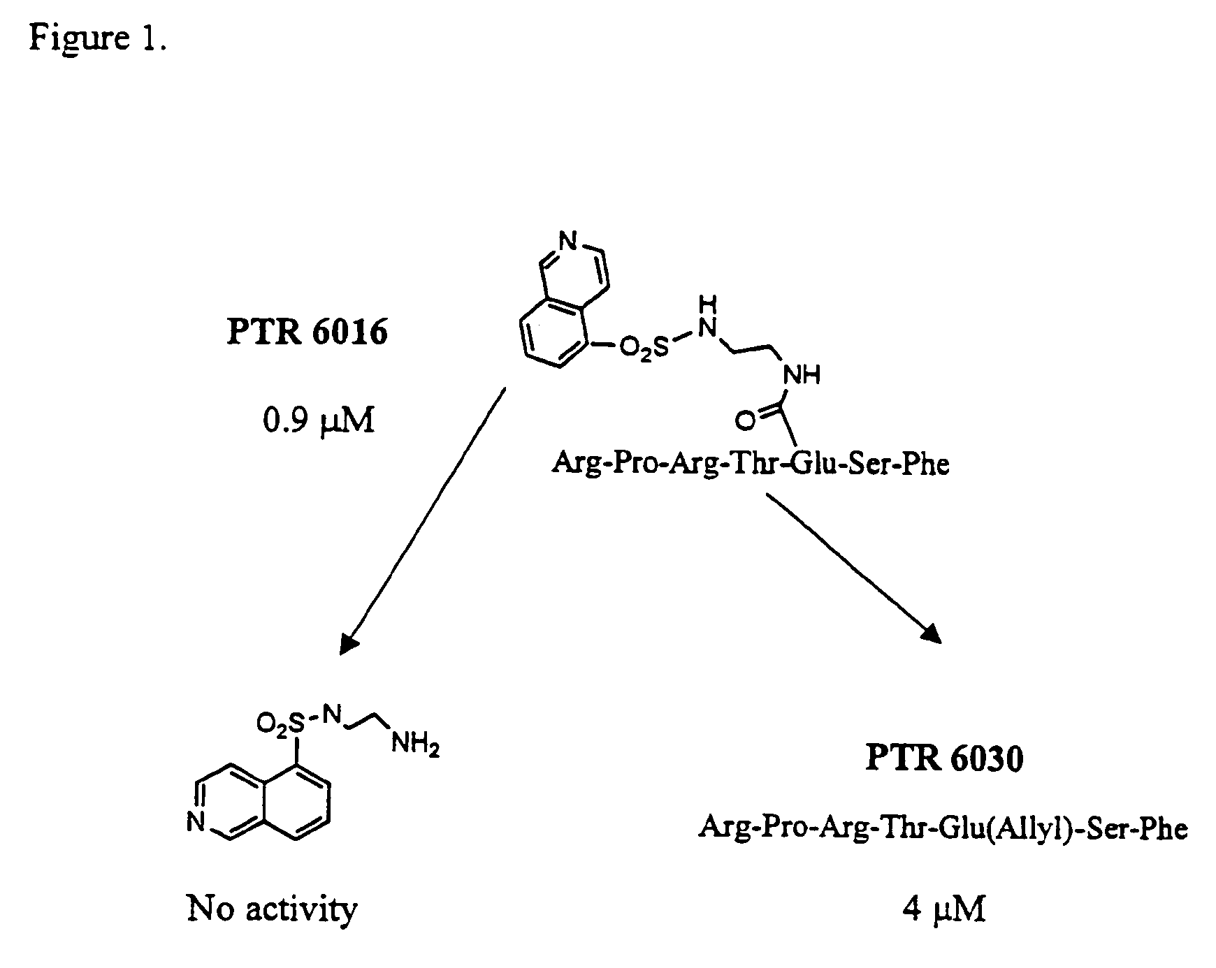 Protein kinase inhibitors comprising ATP mimetics conjugated to peptides or peptidomimetics