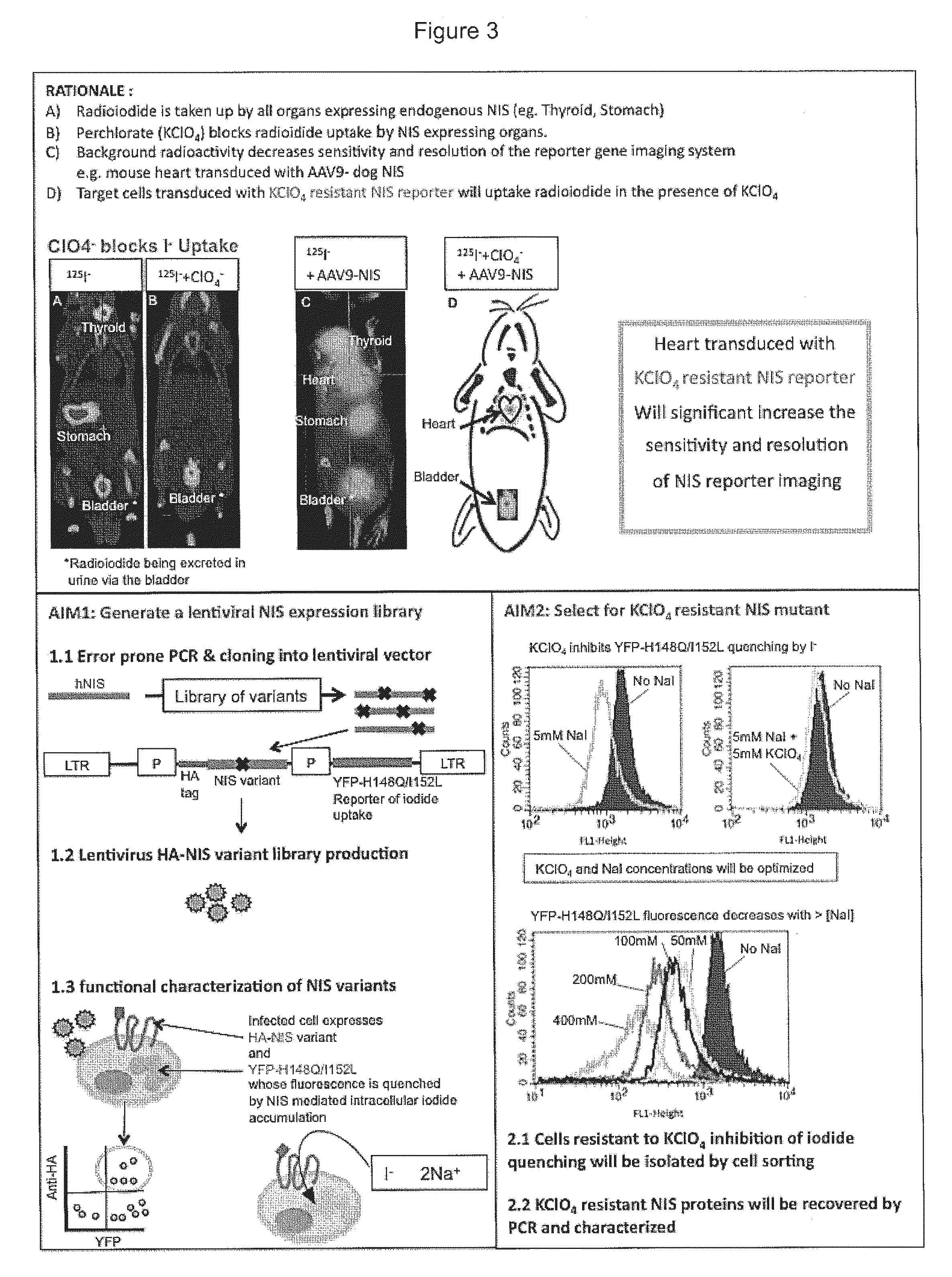 Radiotracer imaging using sodium iodide symporter polypeptides