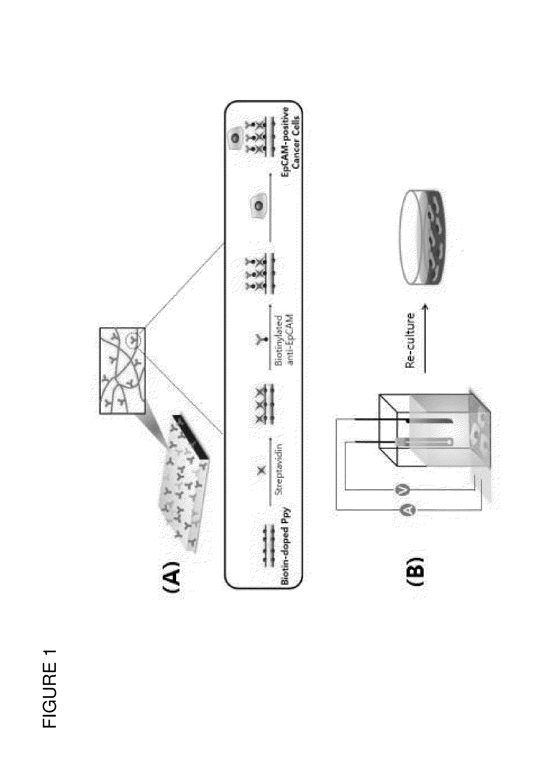 Composition comprising of a conducting polymer for detecting, capturing, releasing, and collecting cell