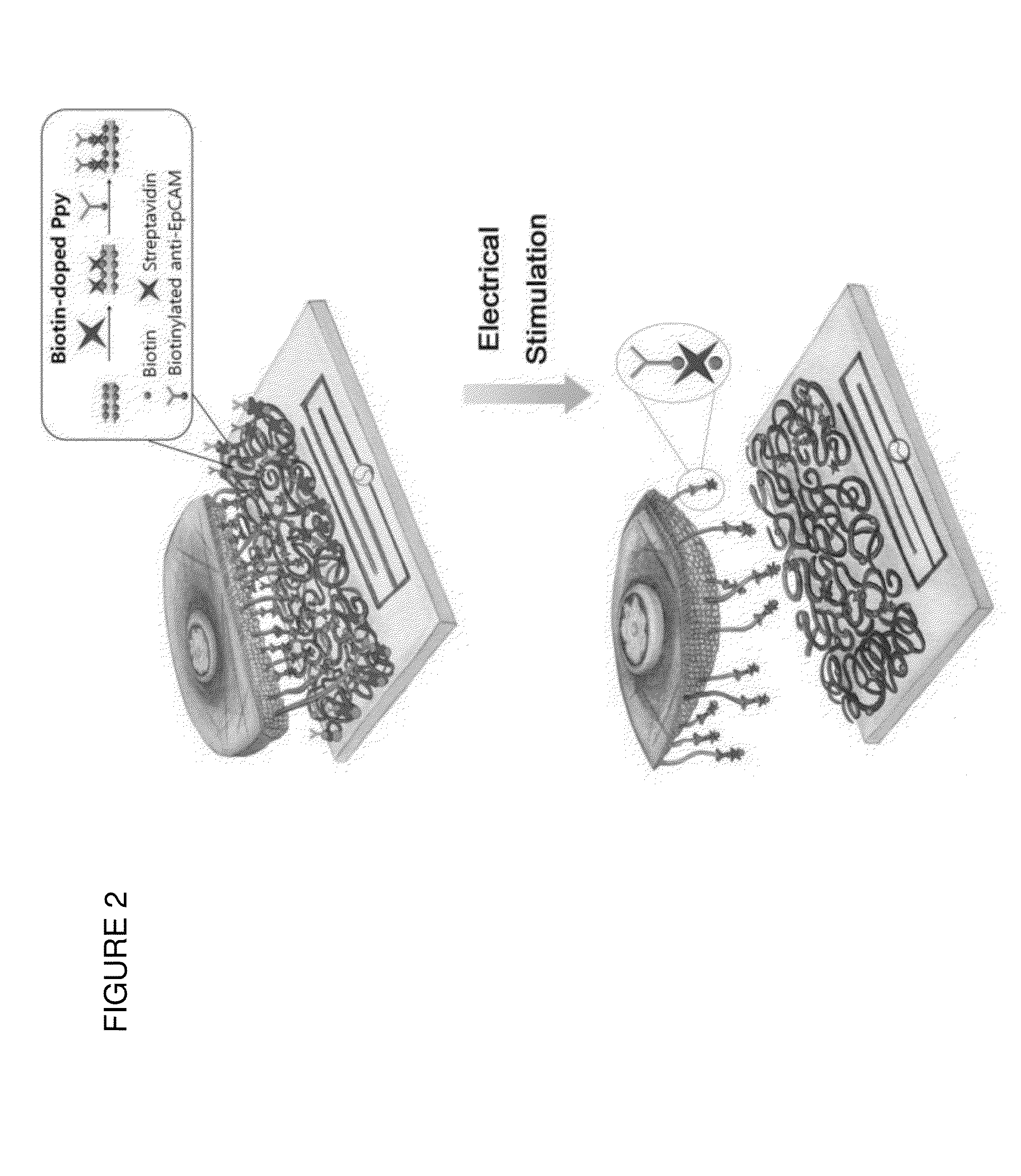 Composition comprising of a conducting polymer for detecting, capturing, releasing, and collecting cell