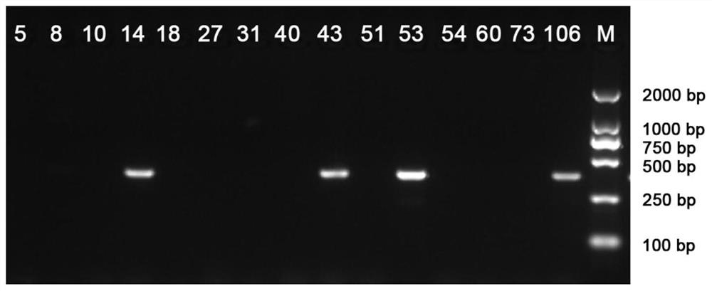 Primer pairs and kit for identifying mating type of ganoderma lucidum protoplast monokaryon and application of primer pairs