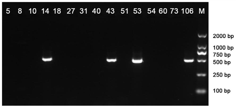 Primer pairs and kit for identifying mating type of ganoderma lucidum protoplast monokaryon and application of primer pairs