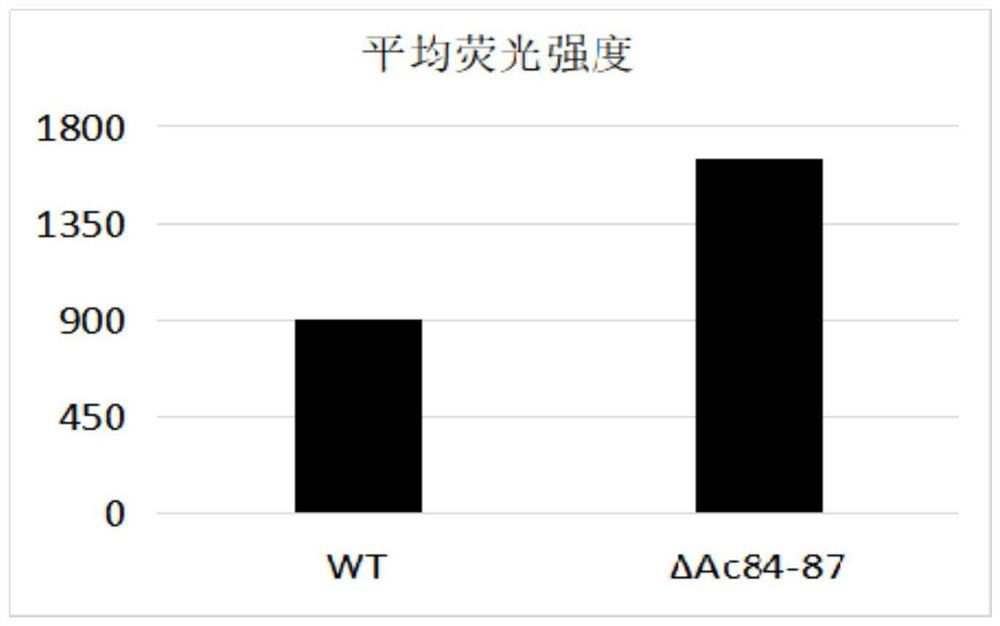 A baculovirus expression vector