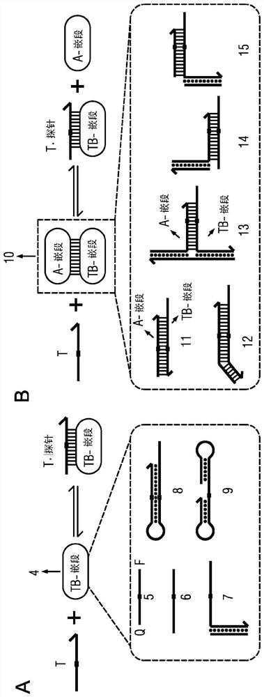 Competitive composition of nucleic acid molecules for enrichment of rare allele-containing species