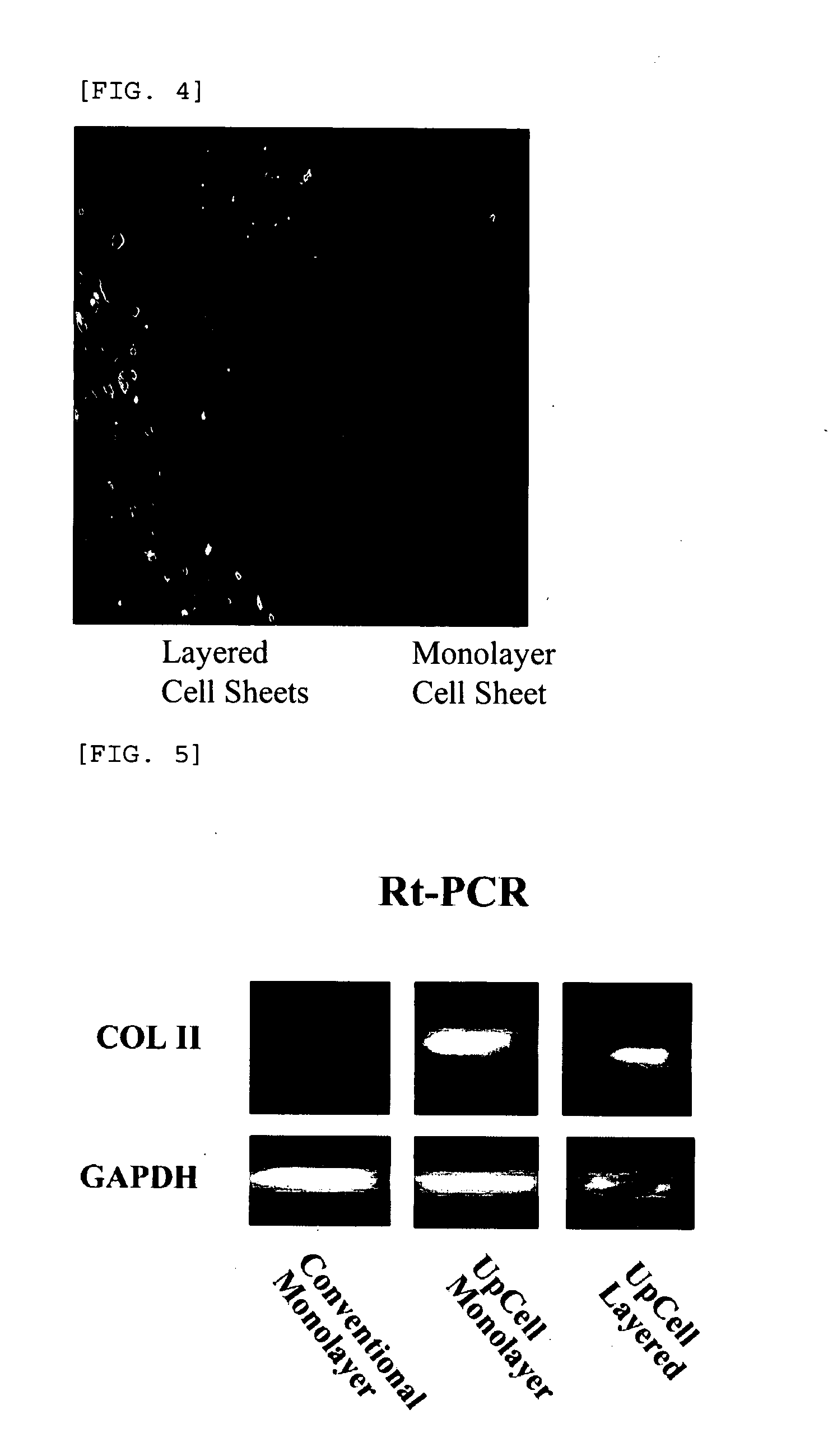 Cultured Cell Sheet, Production Method Thereof, and Application Method Thereof