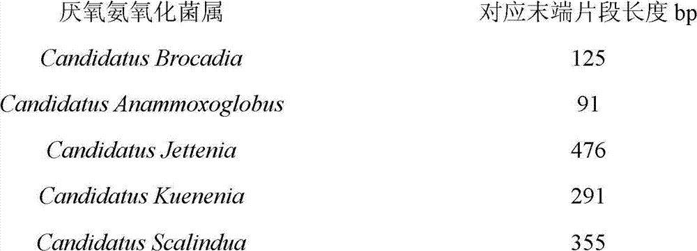 Method for rapidly analyzing anaerobic ammonia oxidizing bacteria flora