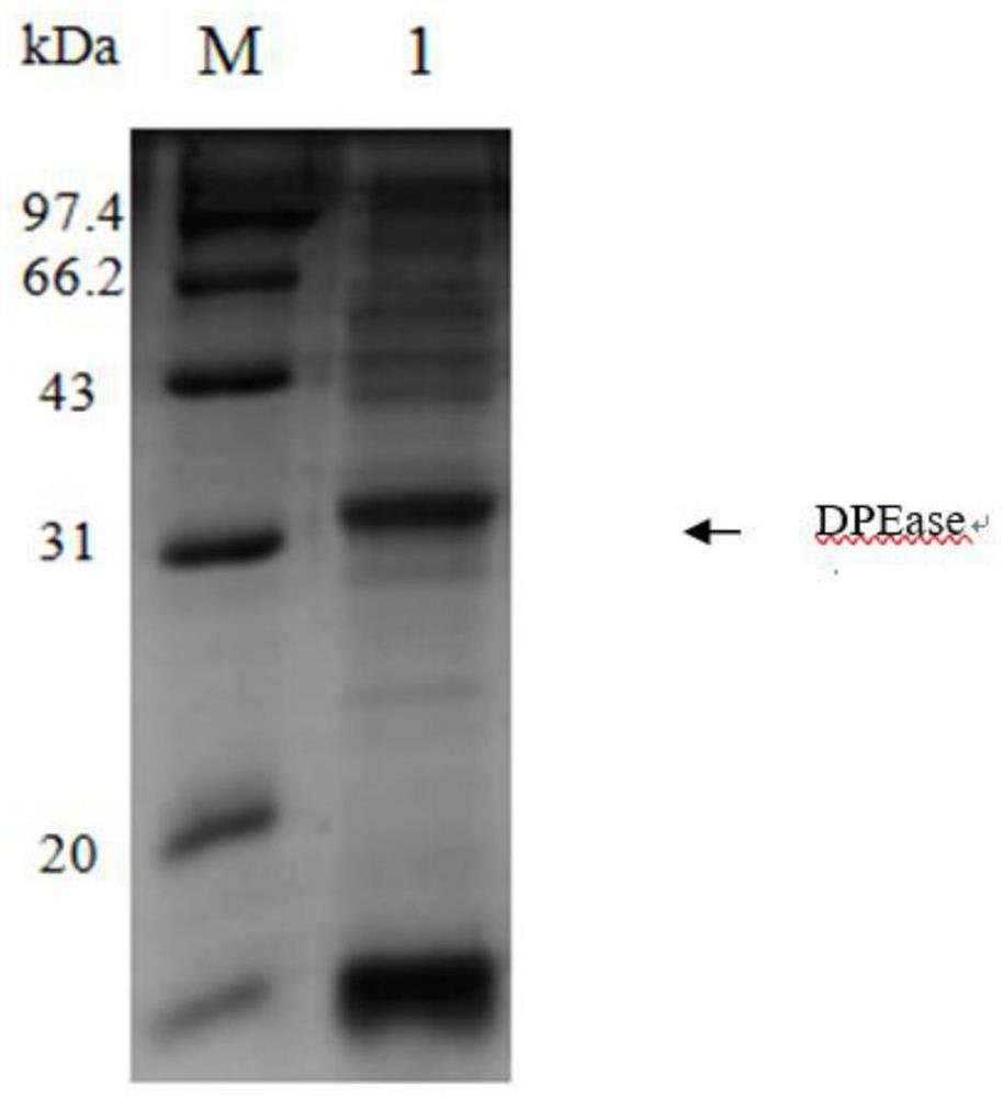 A d-psicose 3-epimerase production strain and its immobilization method