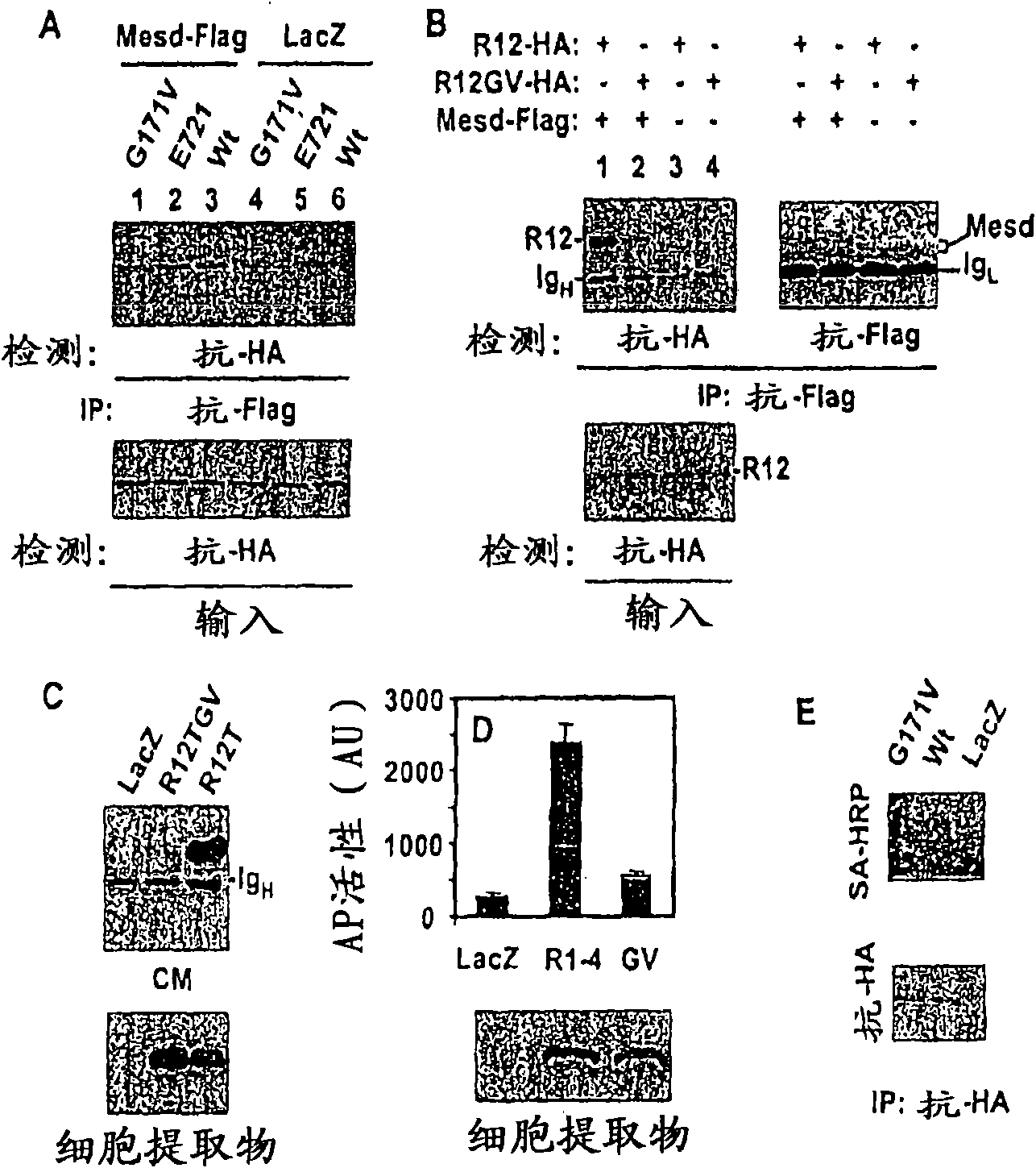 Compositions and methods for bone formation and remodeling