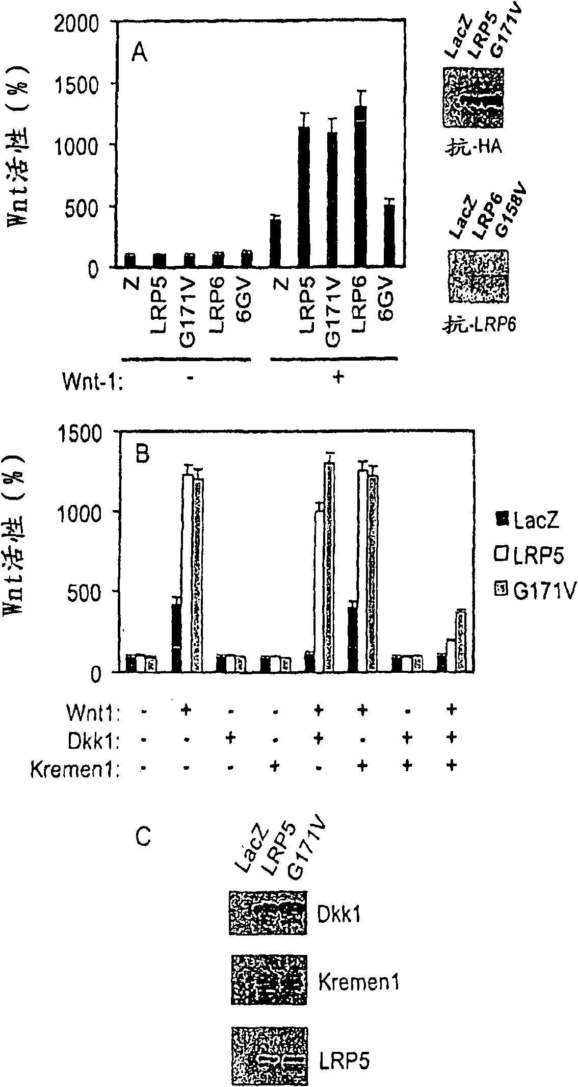 Compositions and methods for bone formation and remodeling