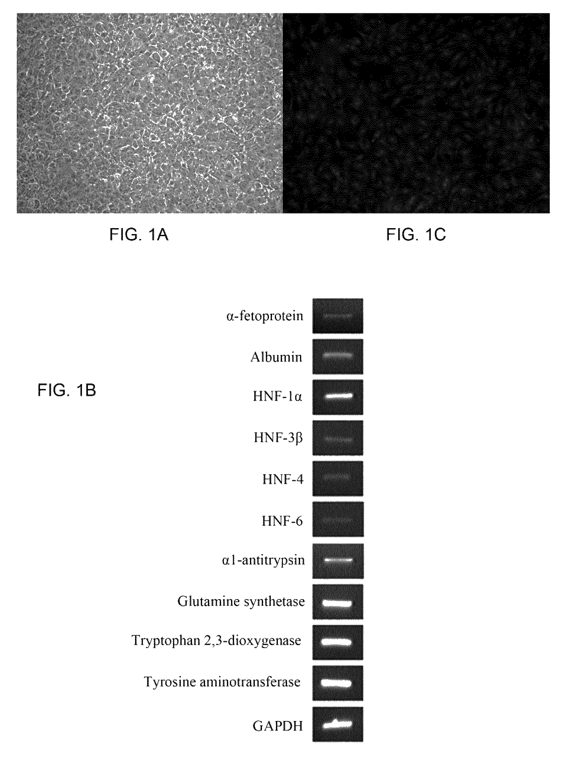 Systems and methods for making hepatocytes from extrahepatic somatic stem cells and use thereof