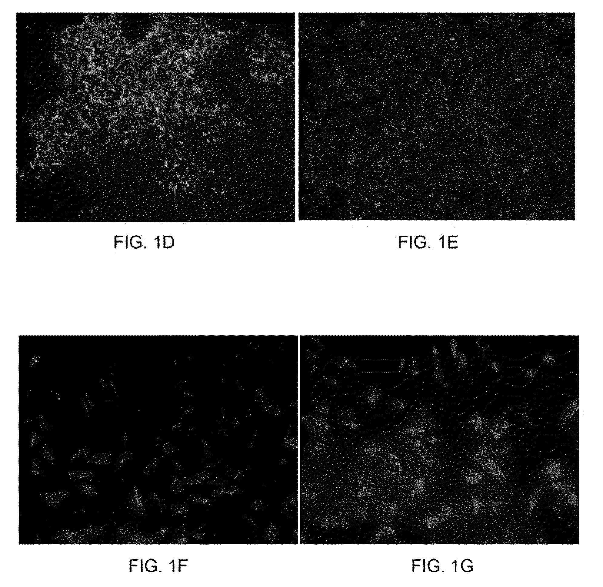 Systems and methods for making hepatocytes from extrahepatic somatic stem cells and use thereof