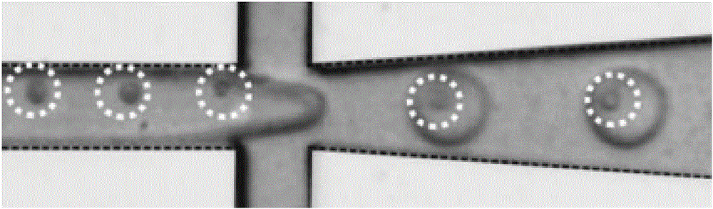 Micro-fluidic chip for single-cell isolation