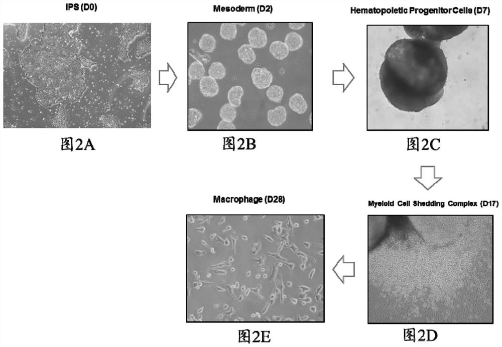 A method for obtaining macrophages with phagocytic function through differentiation of pluripotent stem cells