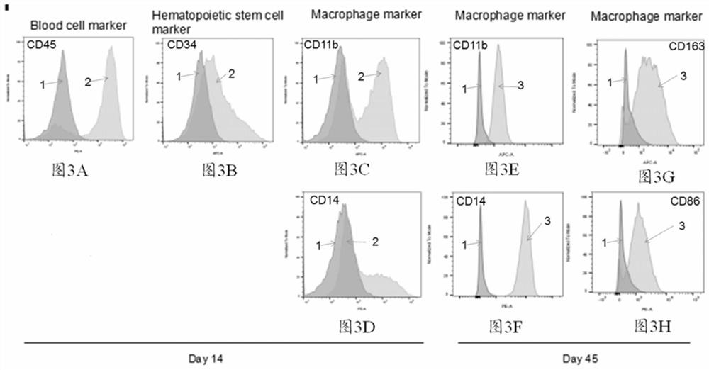 A method for obtaining macrophages with phagocytic function through differentiation of pluripotent stem cells