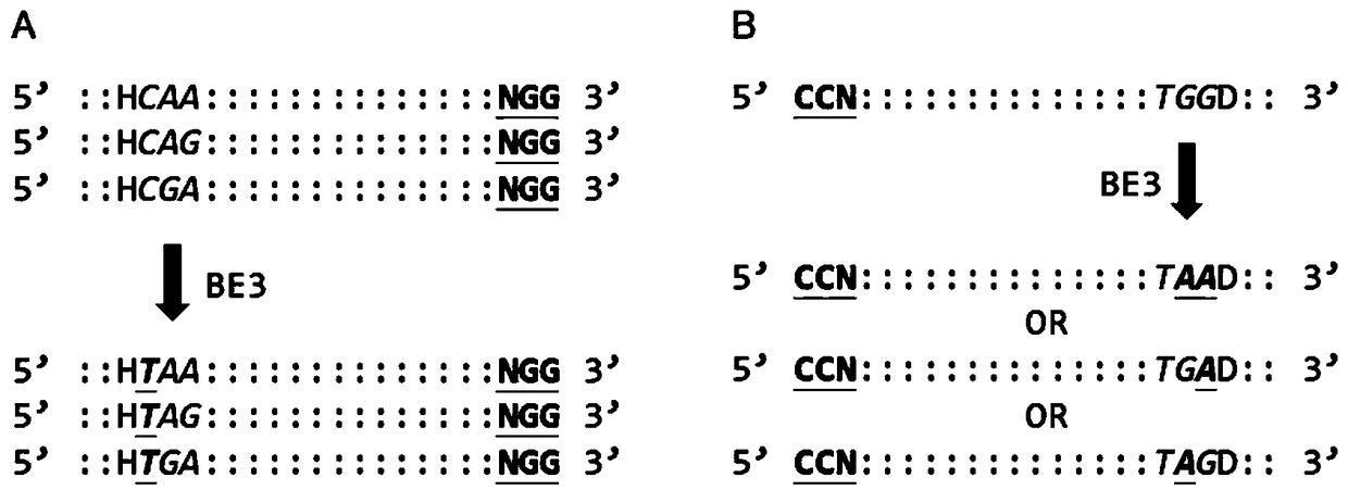 Effective knockout of same gene achieved by co-injection of multiple sgRNAs