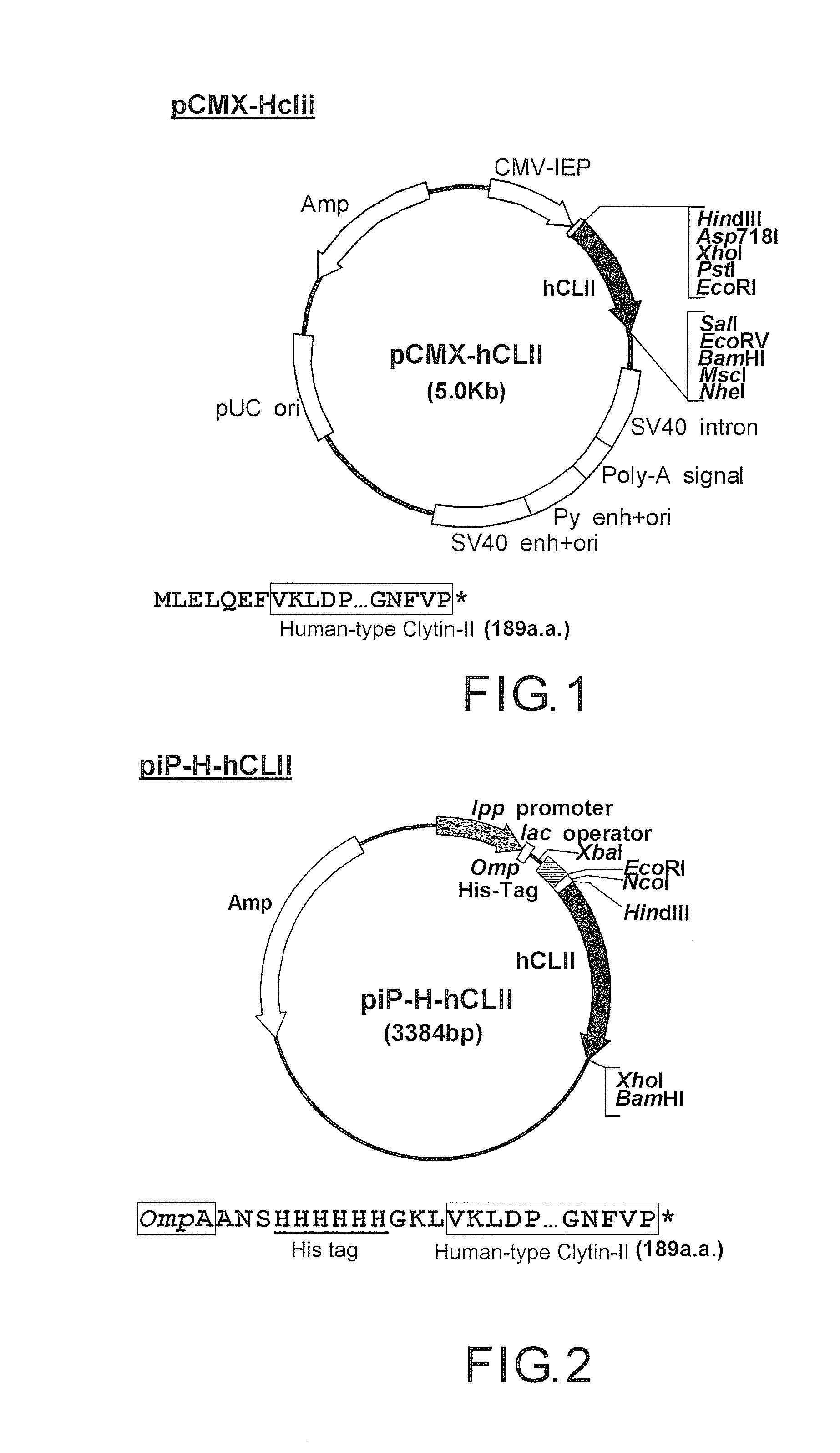 Codon-optimized nucleic acid for coding apo-clytin-ii and method for using the same