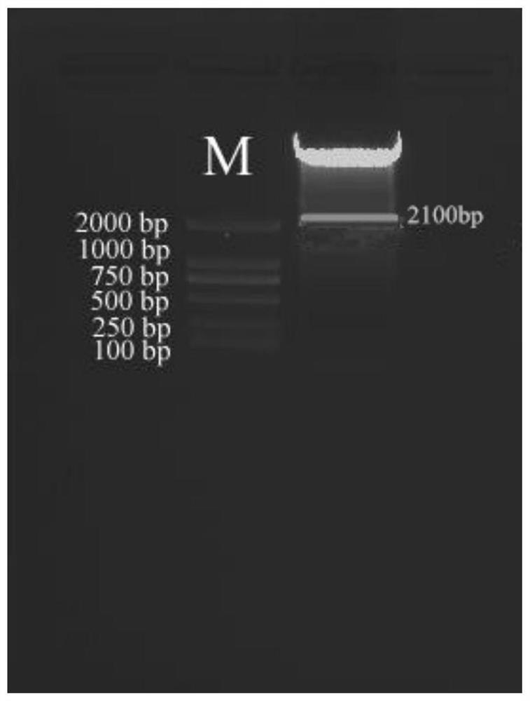 Rice low-temperature induced expression promoter Poscold10 and application thereof