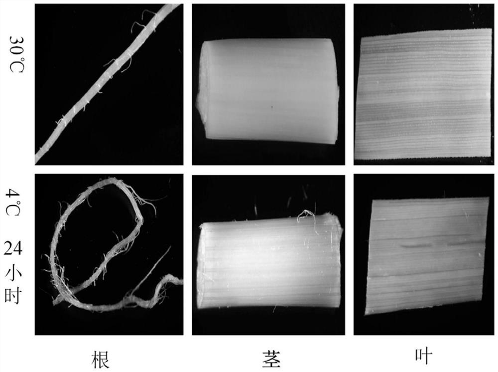 Rice low-temperature induced expression promoter Poscold10 and application thereof