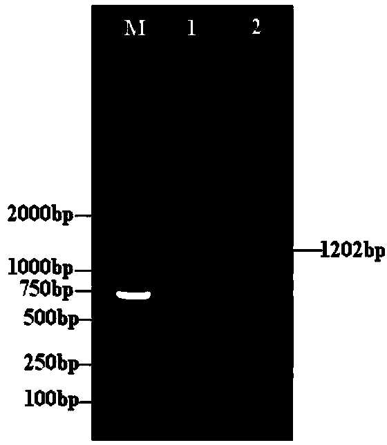 Porcine transmissible gastroenteritis virus and application thereof