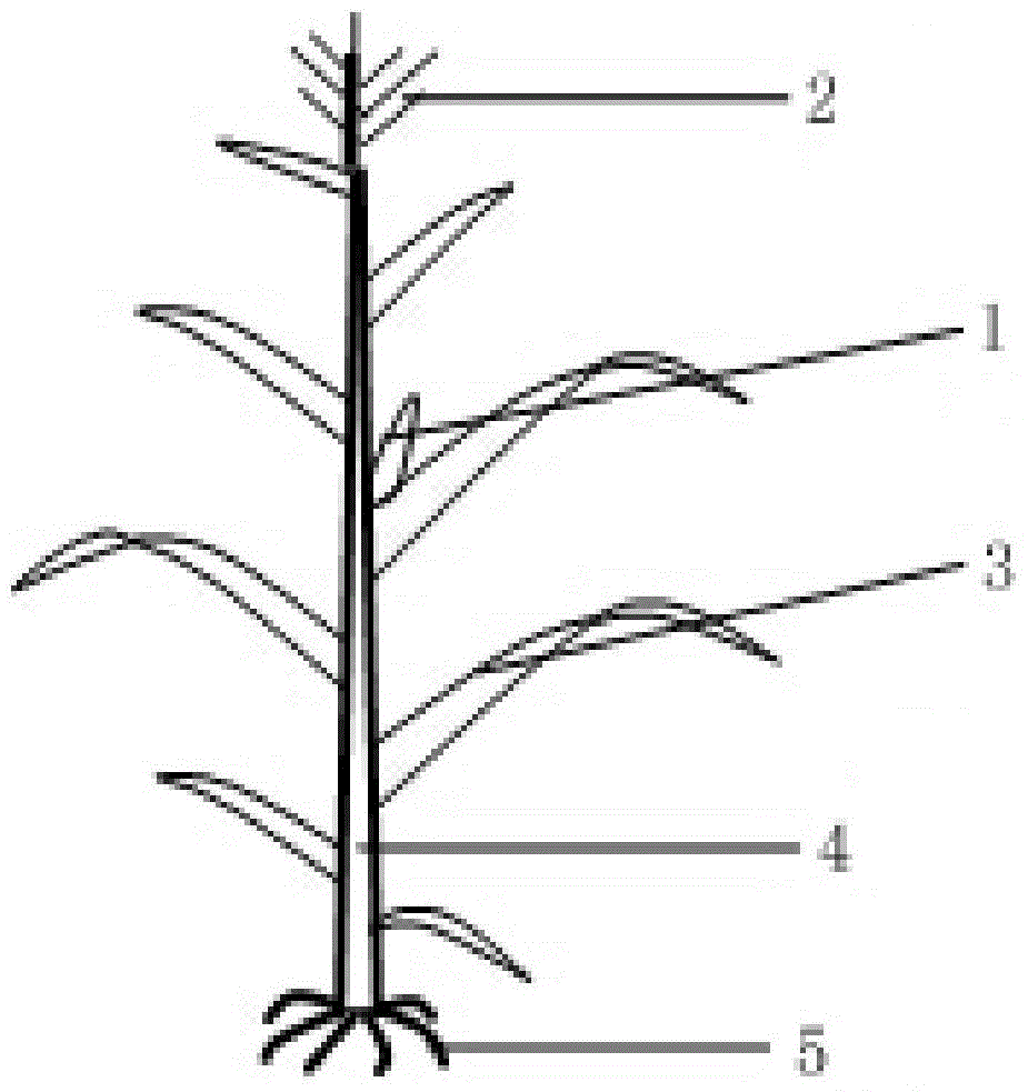 A pollination method for improving corn pollination efficiency