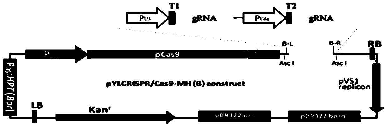 SigRNAs specifically shearing rice xal3 gene promoter using CRISPR/Cas9 system and its application