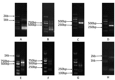 Nitraria tangutorum CBL-interacting protein kinase 9 (NtCIPK9) gene, expressed protein thereof and application thereof