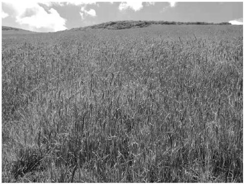 Recovery, utilization and management method for black soil mountain vegetation