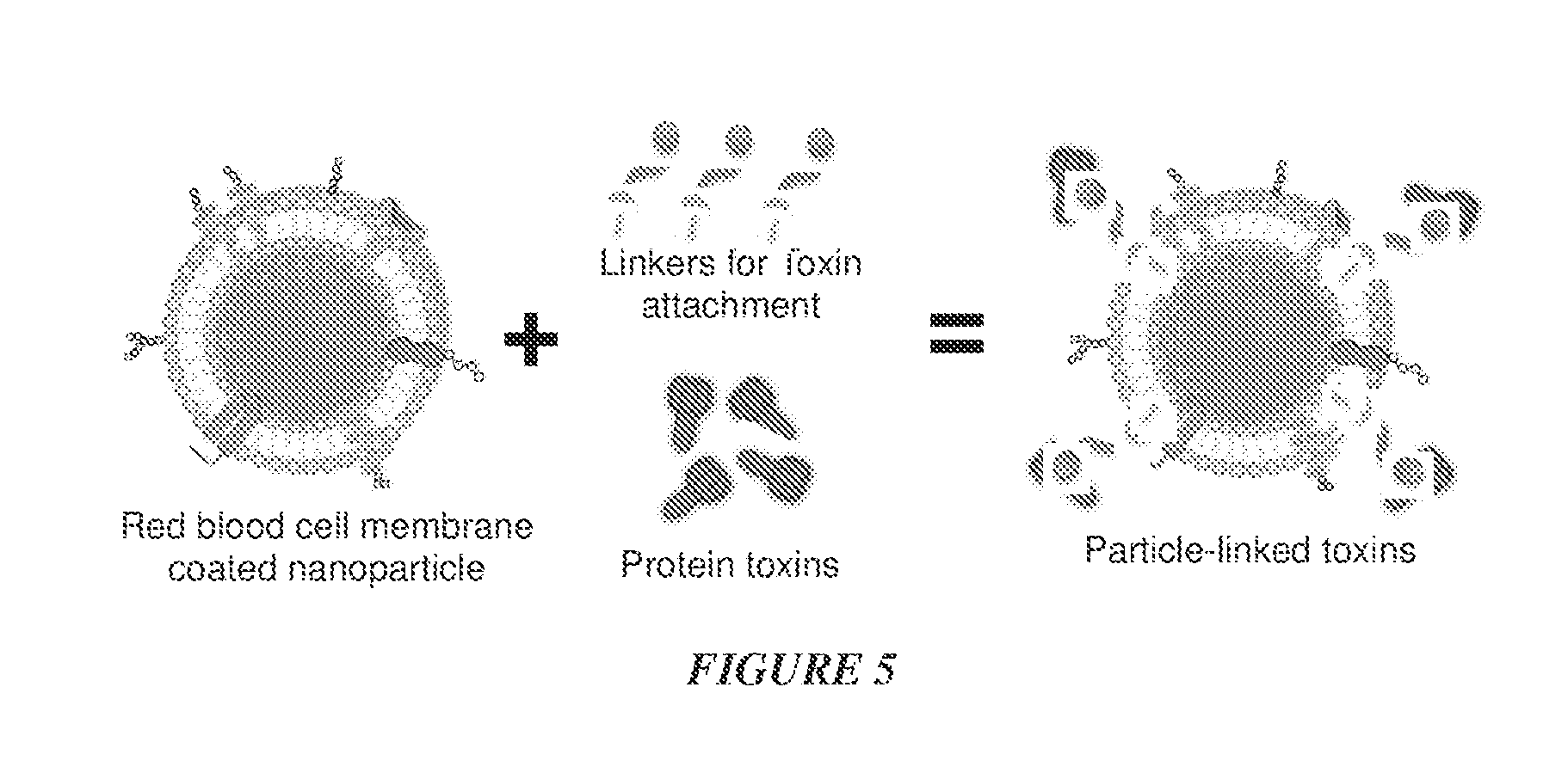 Toxoid preparation and uses thereof