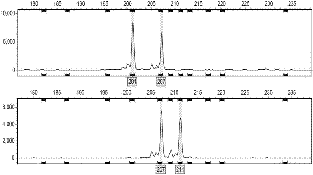 Method of identifying varieties of robinia pseudoacacia based on fluorescent SSR finger-prints of capillary electrophoresis