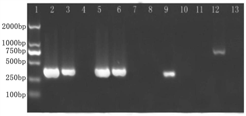 Reagent for preventing or treating CyHV-2 infection of fishes and application