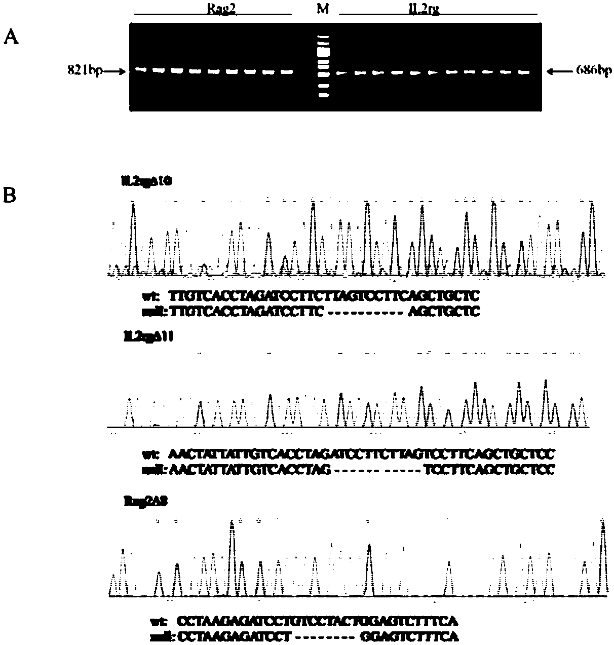Construction and application of severe combined immunodeficiency animal model