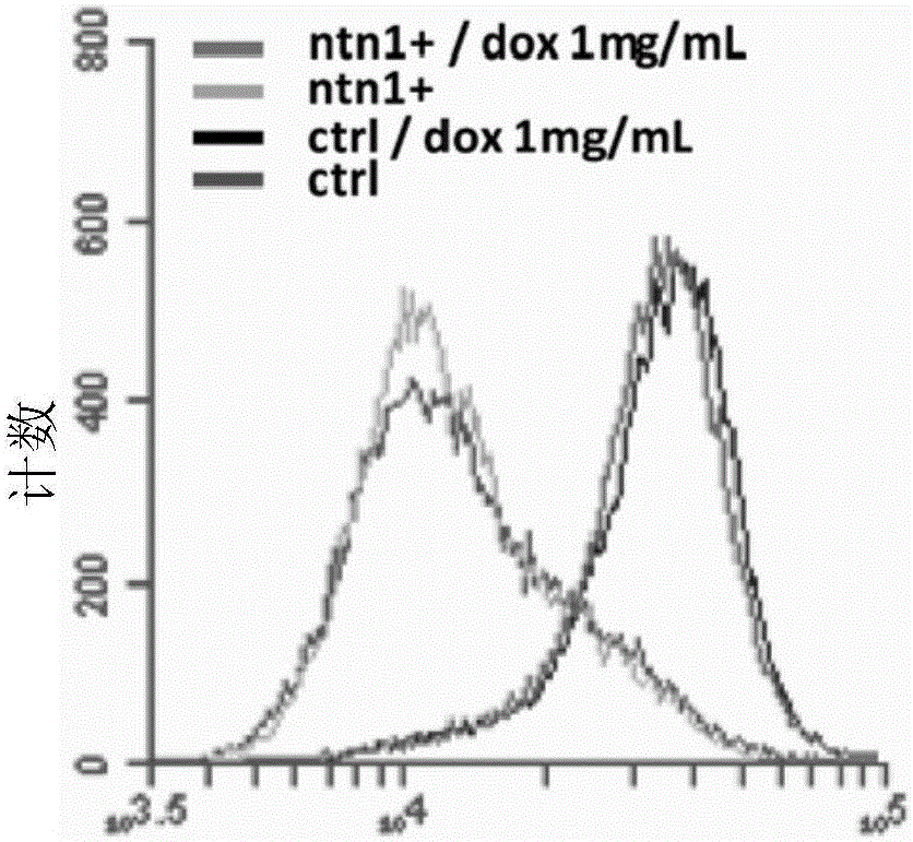 Application of netrin-1 protein in preparing drug for treating tumor