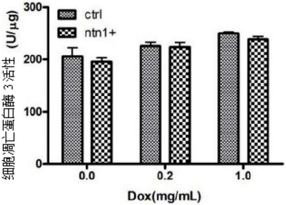 Application of netrin-1 protein in preparing drug for treating tumor