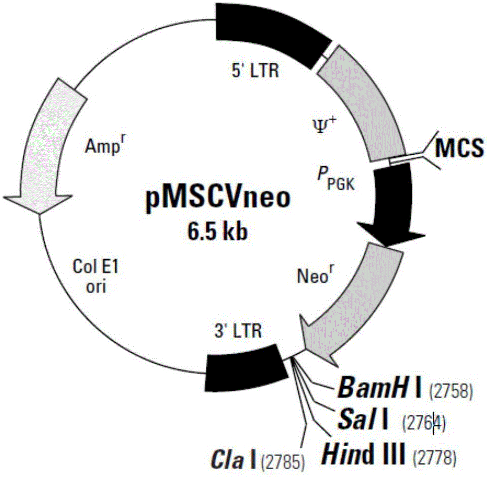 Application of netrin-1 protein in preparing drug for treating tumor