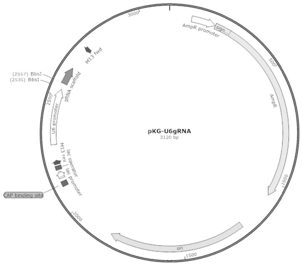 Method for preparing severe immunodeficiency swine-derived recombinant cells with joint knockout of ADDI four genes and special kit thereof