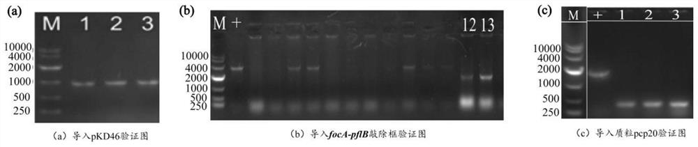 Recombinant escherichia coli for efficiently producing succinic acid and construction method thereof