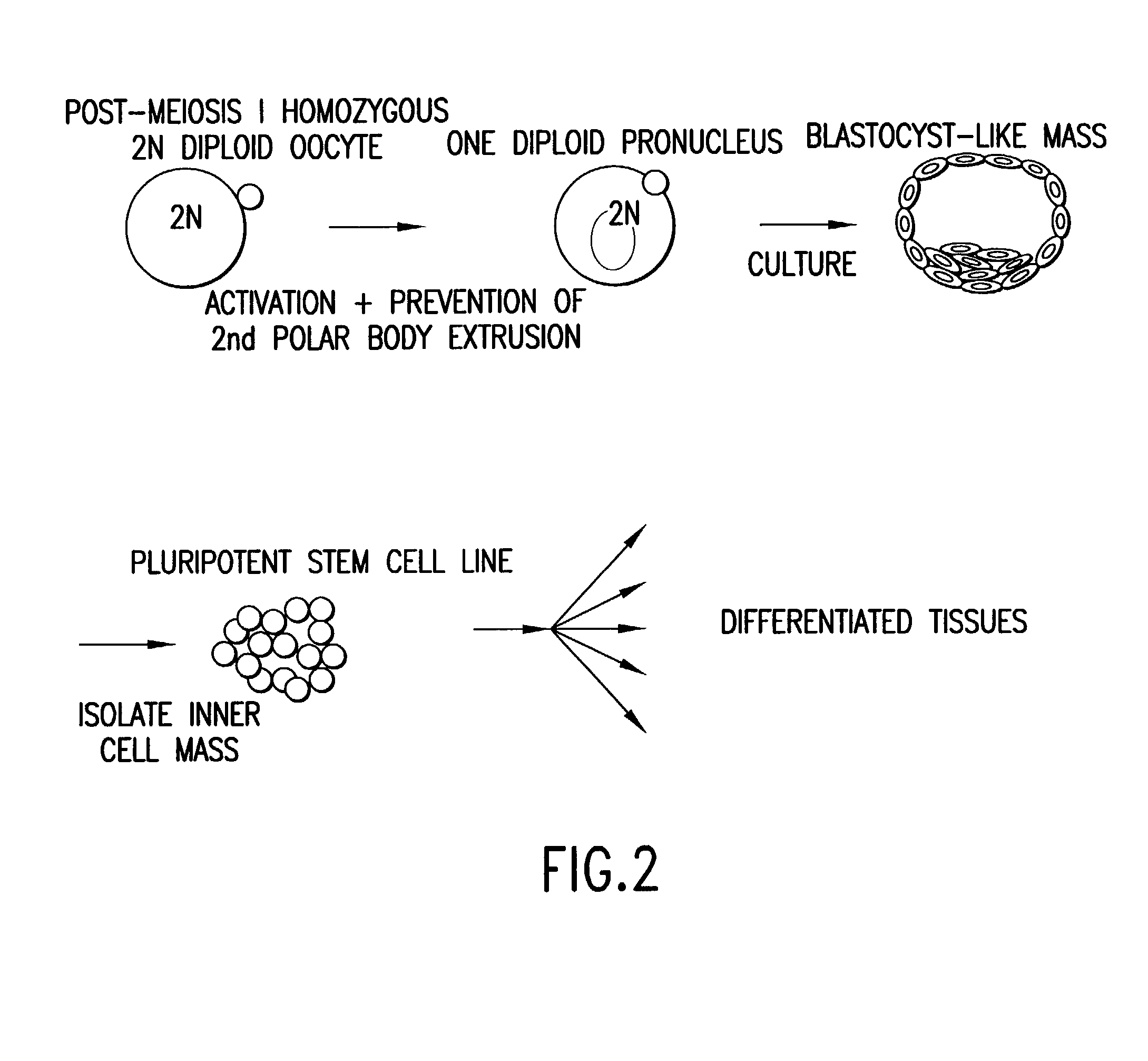 Method for producing a population of homozygous stem cells having a pre-selected immunotype and/or genotype, cells suitable for transplant derived therefrom, and materials and methods using same