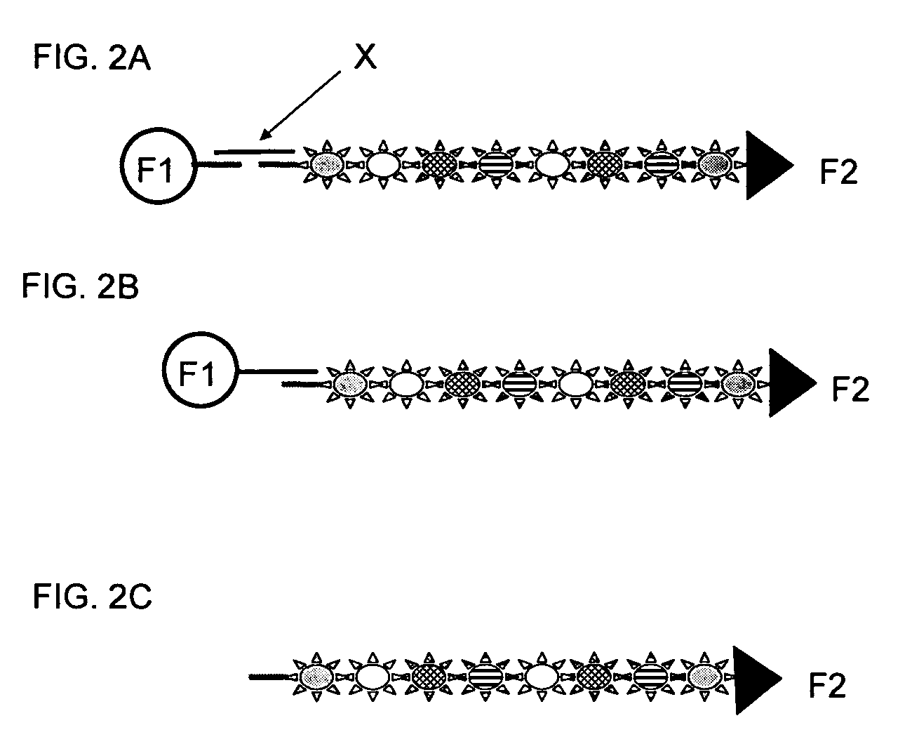 Compositions comprising oriented, immobilized macromolecules and methods for their preparation