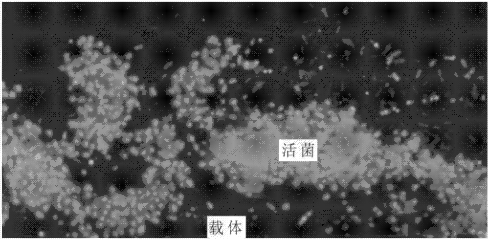 Floating island type water ecological restoration treatment device adopting bio-membrane and method applying water ecological restoration treatment device