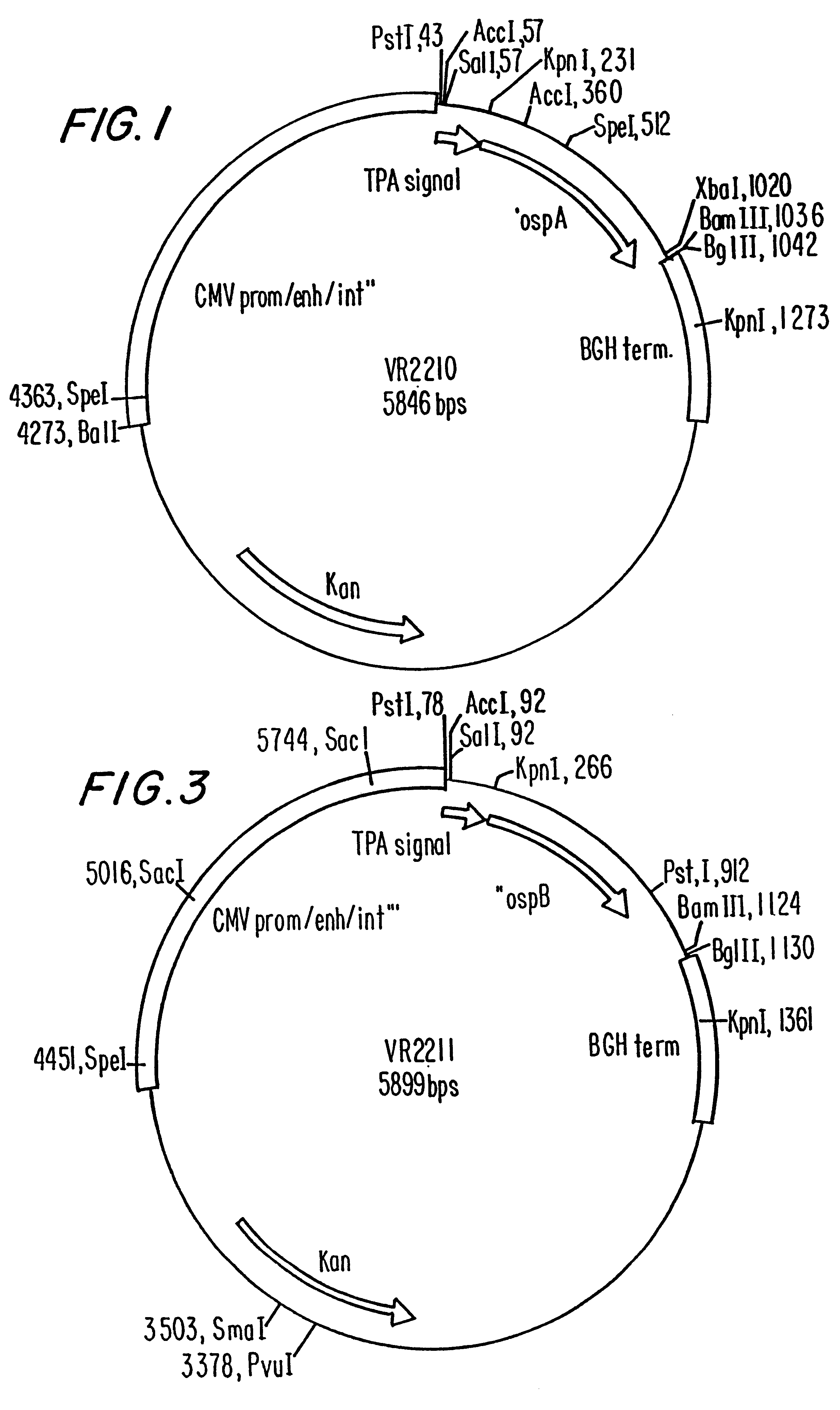 Compositions and methods for administering Borrelia DNA