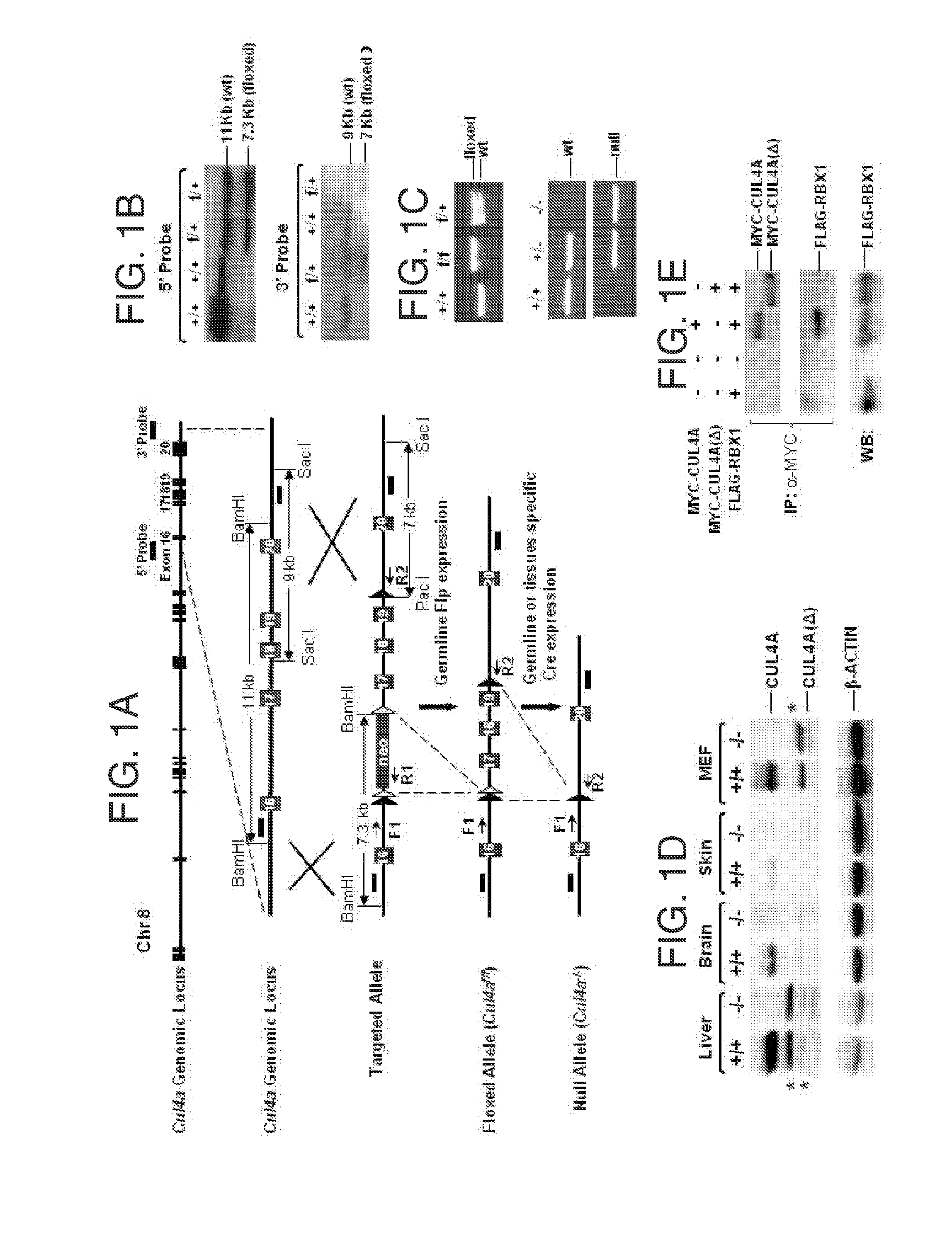 Substances and compositions for enhancing DNA repair and methods of use