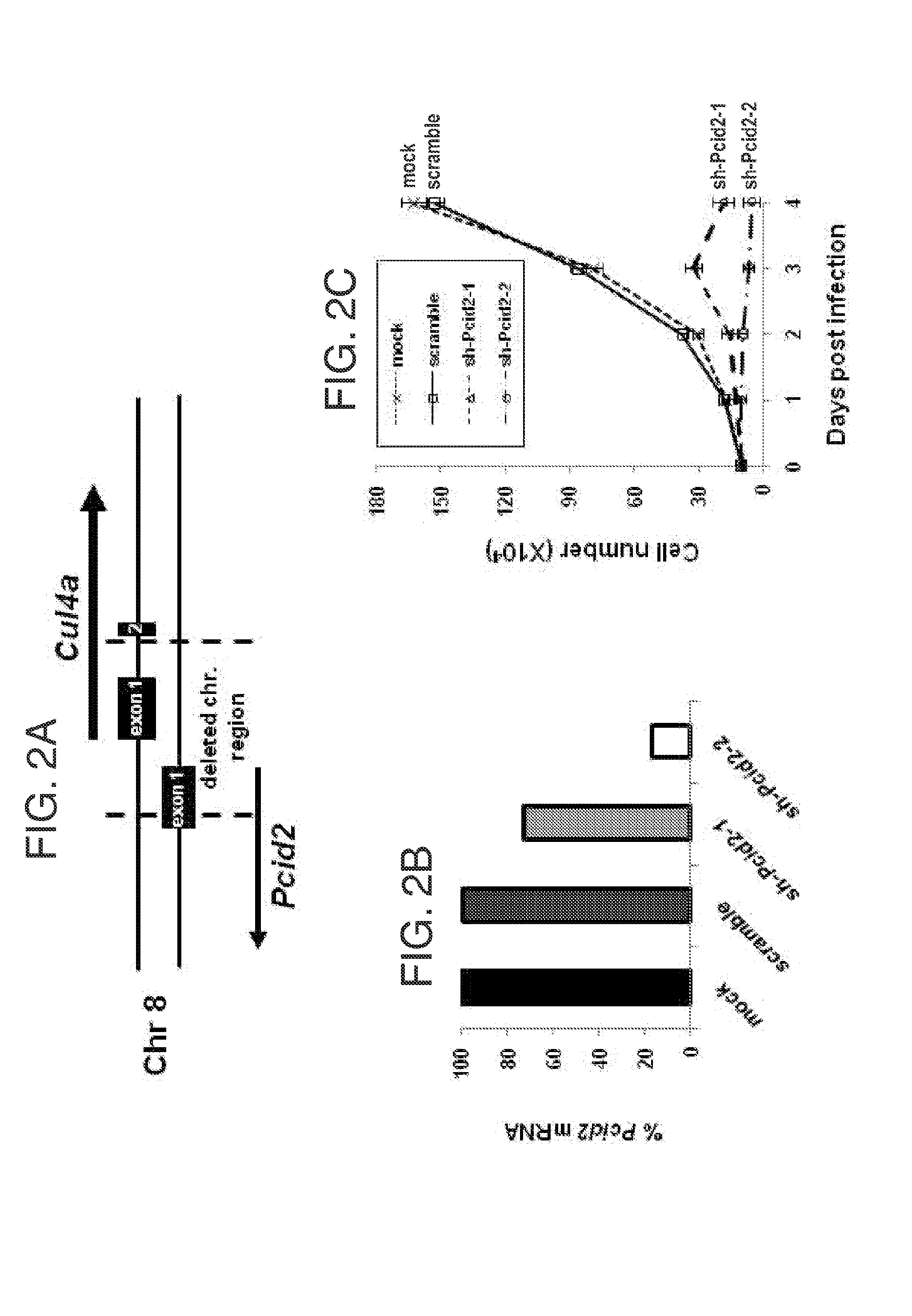 Substances and compositions for enhancing DNA repair and methods of use