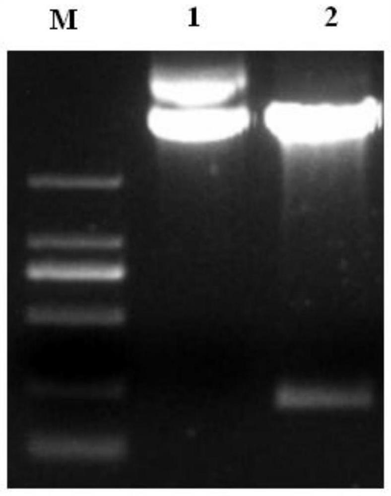 A wheat cell wall-associated receptor protein kinase gene and its expression vector and application