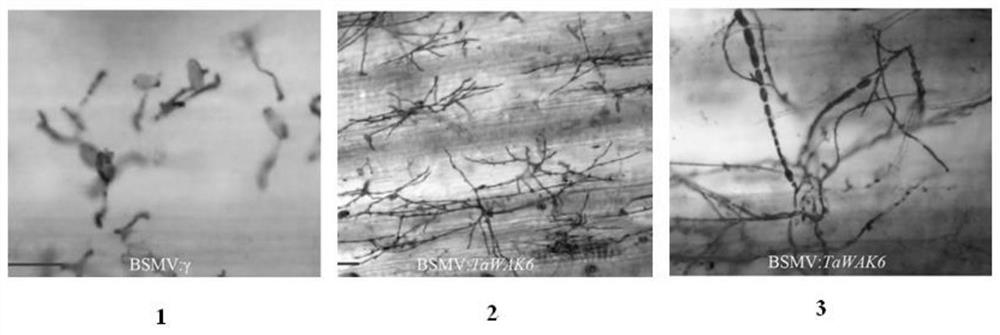 A wheat cell wall-associated receptor protein kinase gene and its expression vector and application